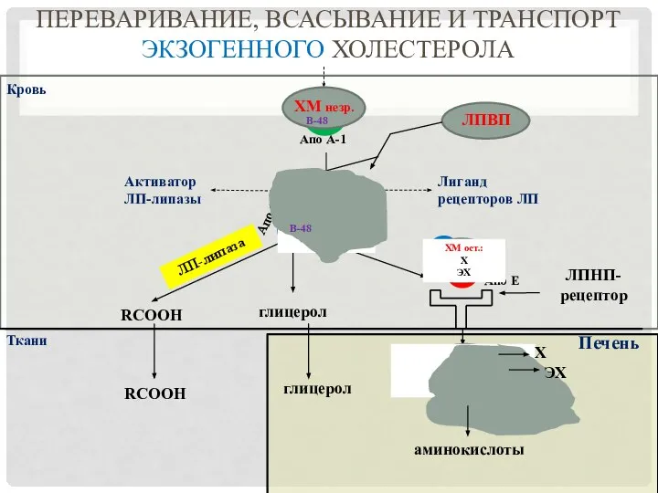 Кровь Ткани ЛПВП ЛПНП-рецептор глицерол RCOOH ЛП-липаза аминокислоты Печень глицерол RCOOH Х