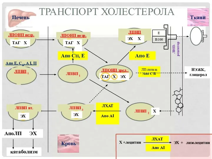 ЛП-липаза Апо C II ТРАНСПОРТ ХОЛЕСТЕРОЛА АпоЛП ЭХ катаболизм Апо CII, E