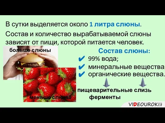 В сутки выделяется около 1 литра слюны. Состав и количество вырабатываемой слюны