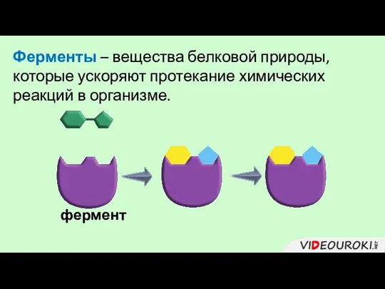 Ферменты – вещества белковой природы, которые ускоряют протекание химических реакций в организме. фермент