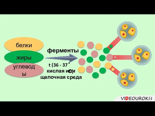 белки жиры углеводы ферменты t (36 - 37 °С) кислая или щелочная среда