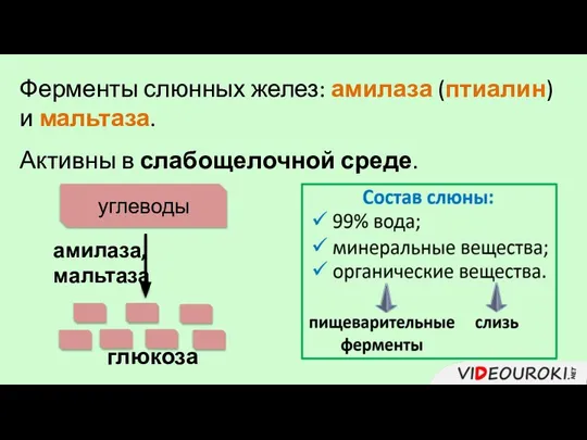 Ферменты слюнных желез: амилаза (птиалин) и мальтаза. Активны в слабощелочной среде. углеводы амилаза, мальтаза глюкоза