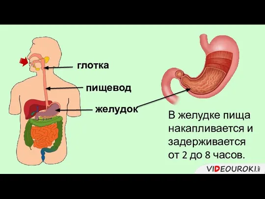 глотка пищевод желудок В желудке пища накапливается и задерживается от 2 до 8 часов.