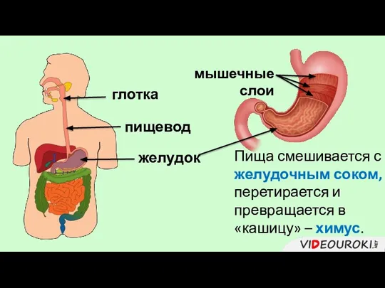 глотка пищевод желудок Пища смешивается с желудочным соком, перетирается и превращается в