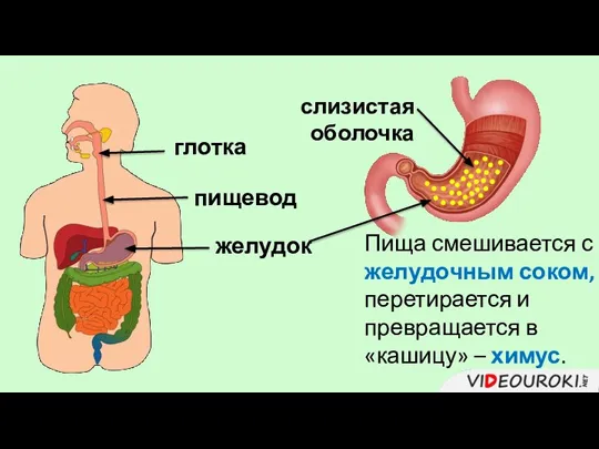 глотка пищевод желудок Пища смешивается с желудочным соком, перетирается и превращается в