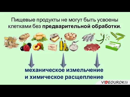 механическое измельчение и химическое расщепление Пищевые продукты не могут быть усвоены клетками без предварительной обработки.