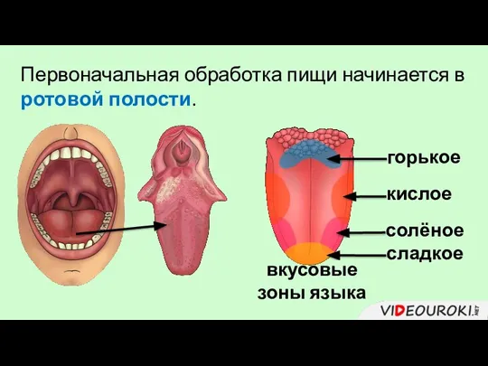 Первоначальная обработка пищи начинается в ротовой полости. вкусовые зоны языка сладкое кислое солёное горькое