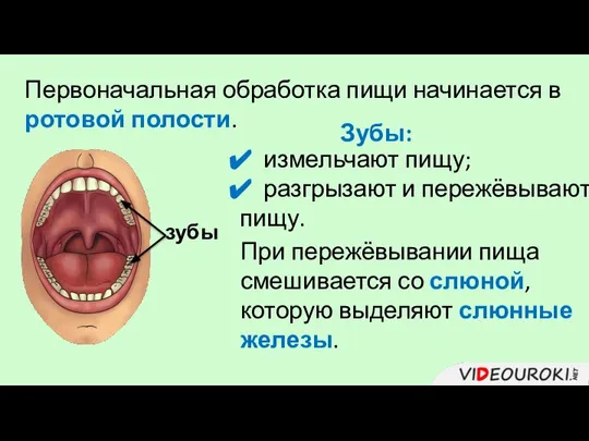 Первоначальная обработка пищи начинается в ротовой полости. зубы Зубы: измельчают пищу; разгрызают