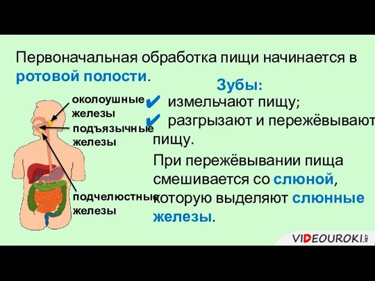 Первоначальная обработка пищи начинается в ротовой полости. Зубы: измельчают пищу; разгрызают и