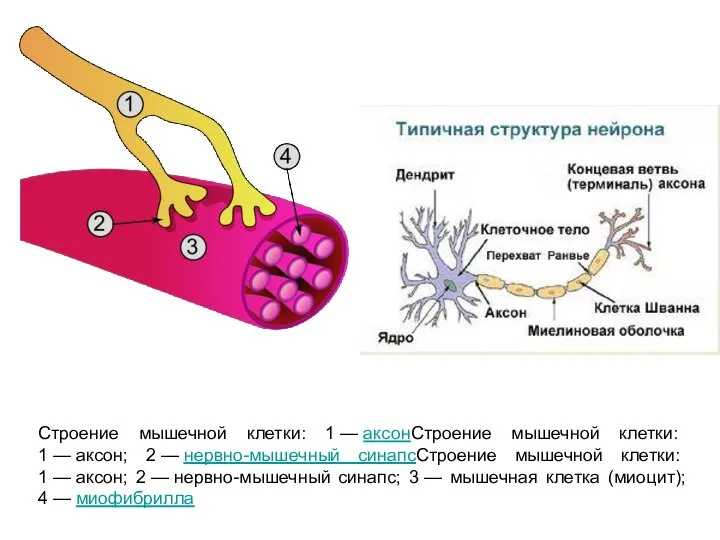 Строение мышечной клетки: 1 — аксонСтроение мышечной клетки: 1 — аксон; 2