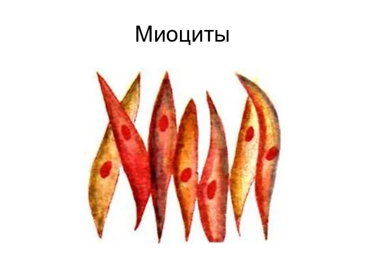 Миоциты