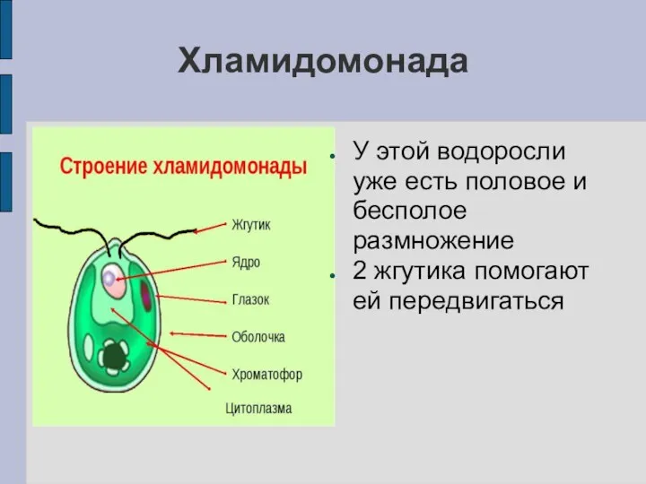 Хламидомонада У этой водоросли уже есть половое и бесполое размножение 2 жгутика помогают ей передвигаться