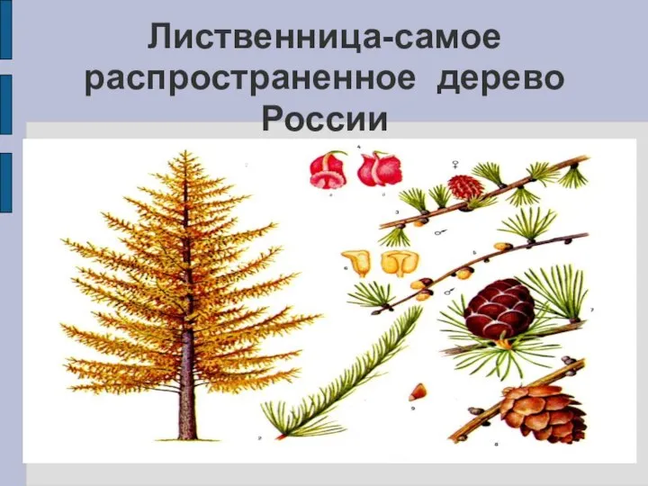 Лиственница-самое распространенное дерево России