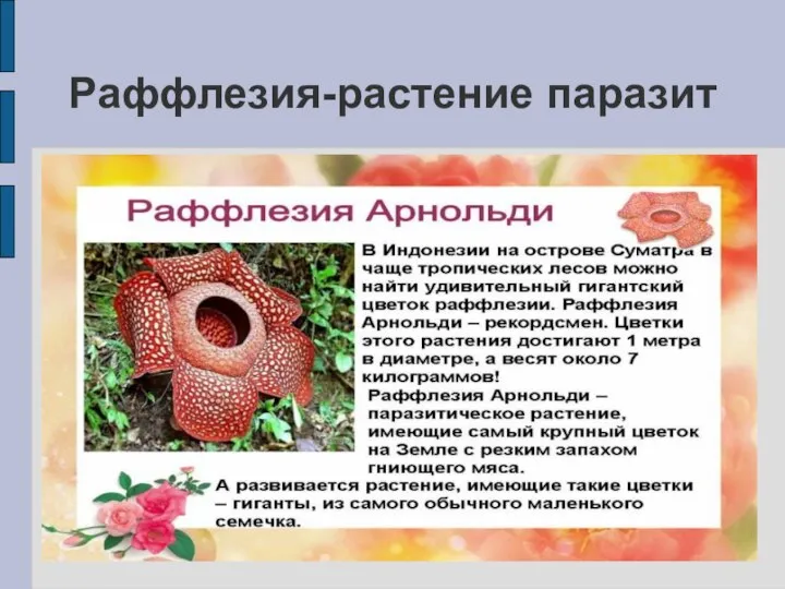 Раффлезия-растение паразит