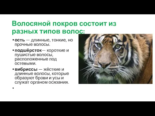 Волосяной покров состоит из разных типов волос: ость — длинные, тонкие, но