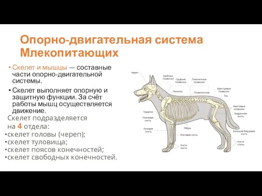 Опорно-двигательная система Млекопитающих Скелет и мышцы — составные части опорно-двигательной системы. Скелет