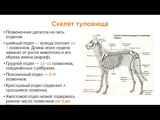 Скелет туловища Позвоночник делится на пять отделов: шейный отдел — всегда состоит