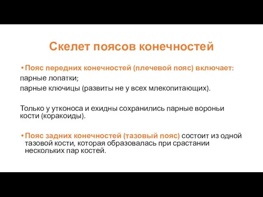 Скелет поясов конечностей Пояс передних конечностей (плечевой пояс) включает: парные лопатки; парные