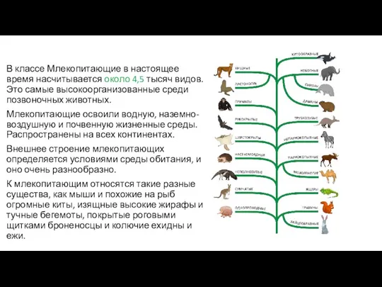 В классе Млекопитающие в настоящее время насчитывается около 4,5 тысяч видов. Это