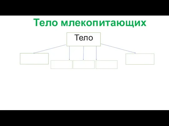 Тело млекопитающих Тело