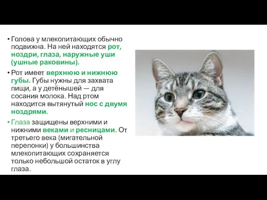 Голова у млекопитающих обычно подвижна. На ней находятся рот, ноздри, глаза, наружные