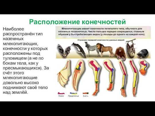 Расположение конечностей Наиболее распространён тип наземных млекопитающих, конечности у которых расположены под