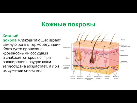 Кожные покровы Кожный покров млекопитающих играет важную роль в терморегуляции. Кожа густо