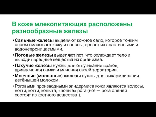 В коже млекопитающих расположены разнообразные железы Сальные железы выделяют кожное сало, которое