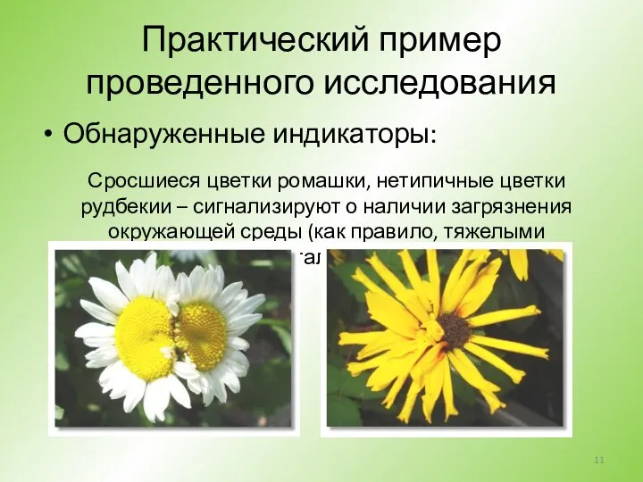 Практический пример проведенного исследования Обнаруженные индикаторы: Сросшиеся цветки ромашки, нетипичные цветки рудбекии