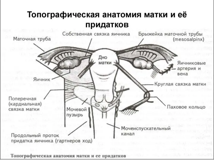 Связки матки Подвешивающий аппарат матки и ее придатков представлен парными связками, соединяющими