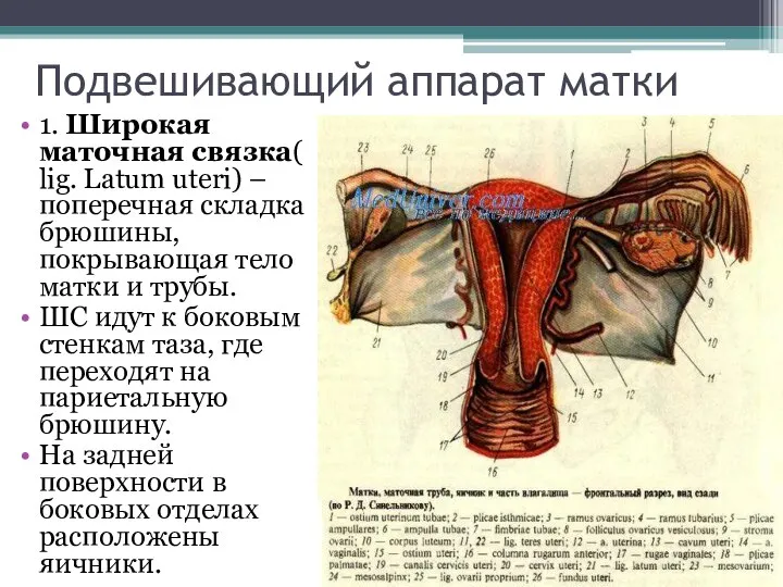 Подвешивающий аппарат матки 1. Широкая маточная связка( lig. Latum uteri) – поперечная