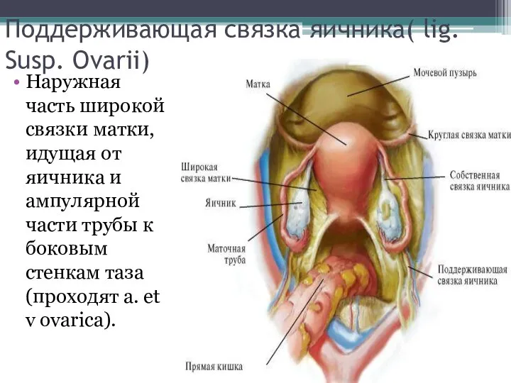 Поддерживающая связка яичника( lig. Susp. Ovarii) Наружная часть широкой связки матки, идущая