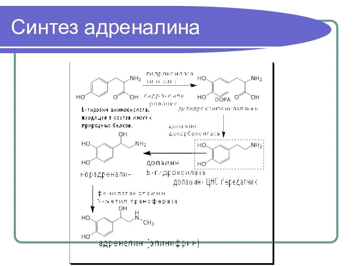 Синтез адреналина