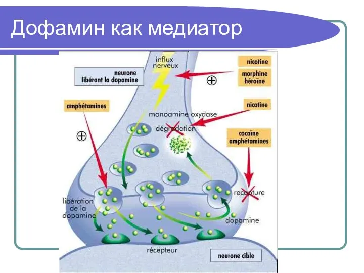 Дофамин как медиатор