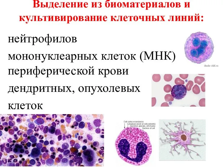 Выделение из биоматериалов и культивирование клеточных линий: нейтрофилов мононуклеарных клеток (МНК) периферической крови дендритных, опухолевых клеток