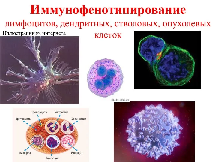 Иммунофенотипирование лимфоцитов, дендритных, стволовых, опухолевых клеток Иллюстрации из интернета