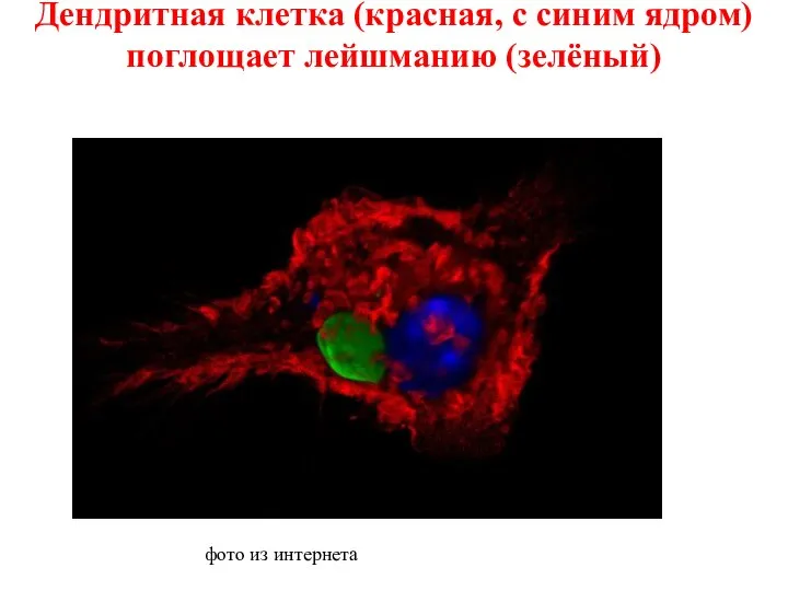 Дендритная клетка (красная, с синим ядром) поглощает лейшманию (зелёный) фото из интернета