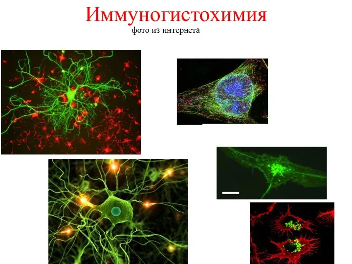 Иммуногистохимия фото из интернета