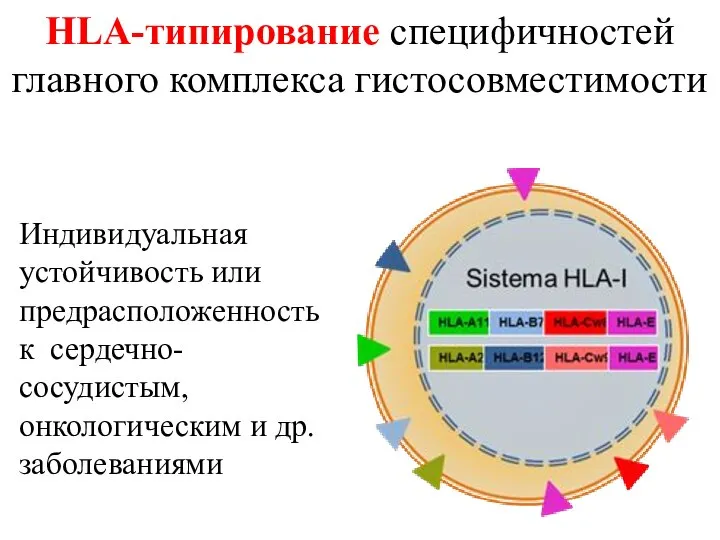 HLA-типирование специфичностей главного комплекса гистосовместимости Индивидуальная устойчивость или предрасположенность к сердечно-сосудистым, онкологическим и др. заболеваниями