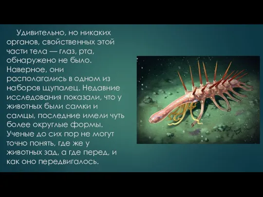 Удивительно, но никаких органов, свойственных этой части тела — глаз, рта, обнаружено