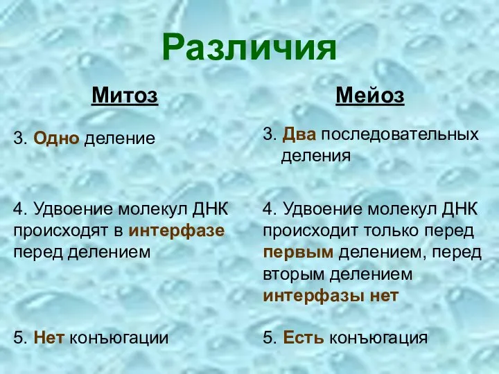 Различия Мейоз 3. Одно деление Митоз 3. Два последовательных деления 4. Удвоение