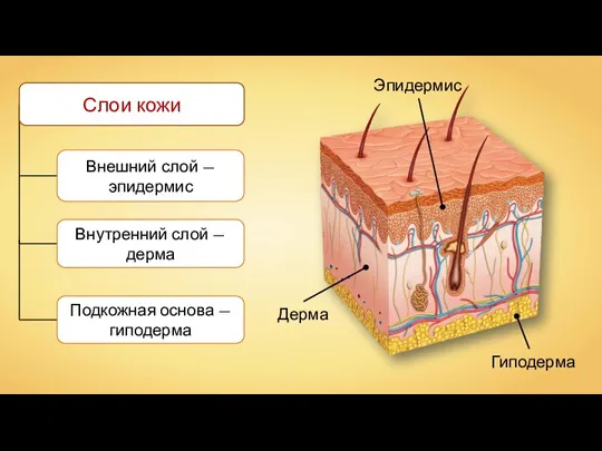 Внешний слой — эпидермис Внутренний слой — дерма Подкожная основа — гиподерма