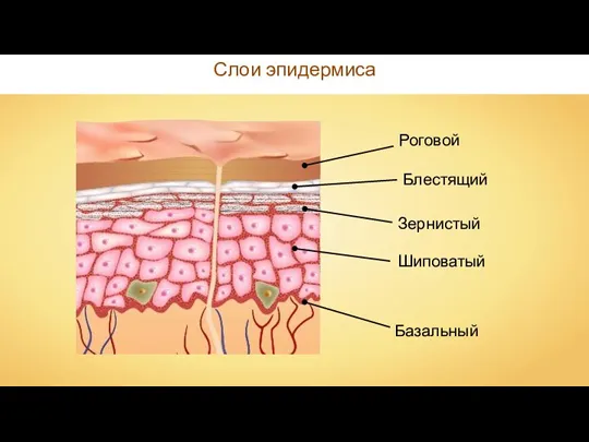 Базальный Шиповатый Зернистый Блестящий Роговой Слои эпидермиса