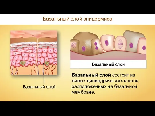 Базальный слой эпидермиса Базальный слой Базальный слой Базальный слой состоит из живых