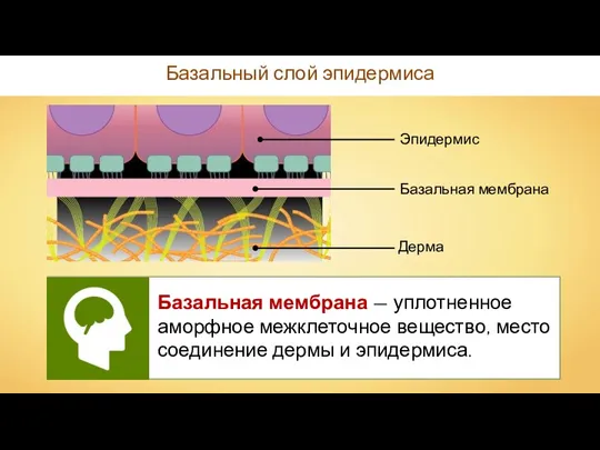 Базальный слой эпидермиса Базальная мембрана — уплотненное аморфное межклеточное вещество, место соединение