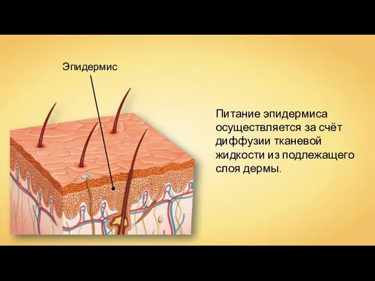 Эпидермис Питание эпидермиса осуществляется за счёт диффузии тканевой жидкости из подлежащего слоя дермы.