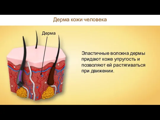 Дерма кожи человека Дерма Эластичные волокна дермы придают коже упругость и позволяют ей растягиваться при движении.