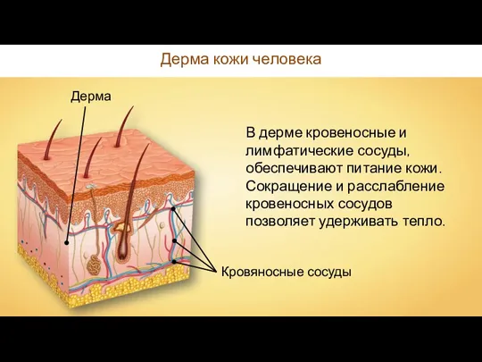 Дерма кожи человека Дерма В дерме кровеносные и лимфатические сосуды, обеспечивают питание