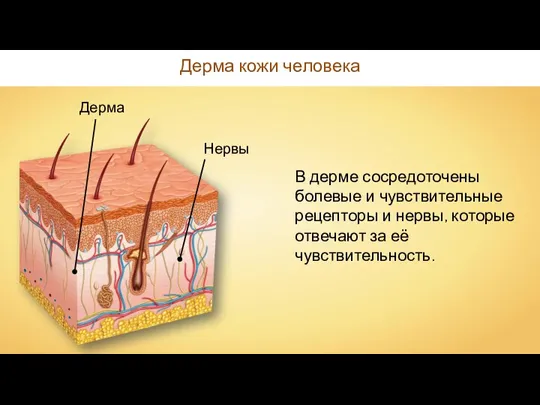 Дерма Дерма кожи человека Нервы В дерме сосредоточены болевые и чувствительные рецепторы