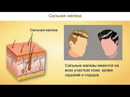 Сальная железа Сальная железа Сальные железы имеются на всех участках кожи, кроме ладоней и подошв.